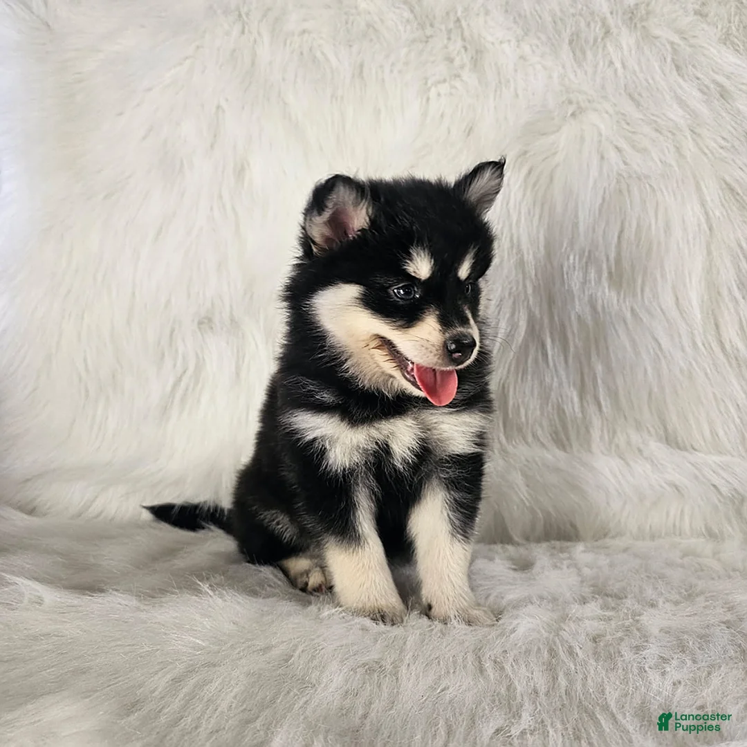 Pomsky dogs for sale: Allie - Ad 3