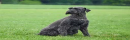 Giant Schnauzer dogs for sale: Roxanne - Ad 9