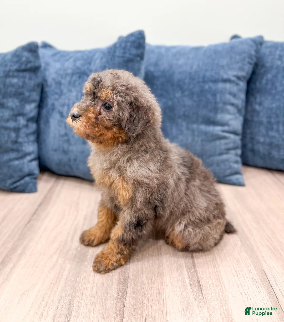 Miniature Poodle dogs for sale: Cookie - Ad 4