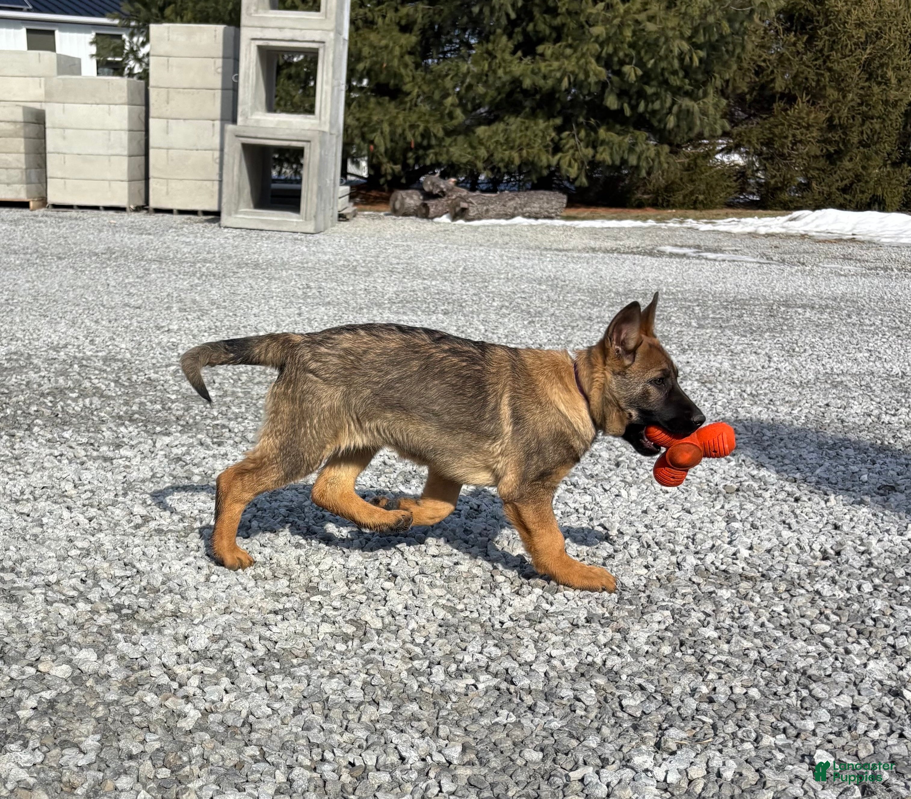German Shepherd dogs Kenya - Ad 2