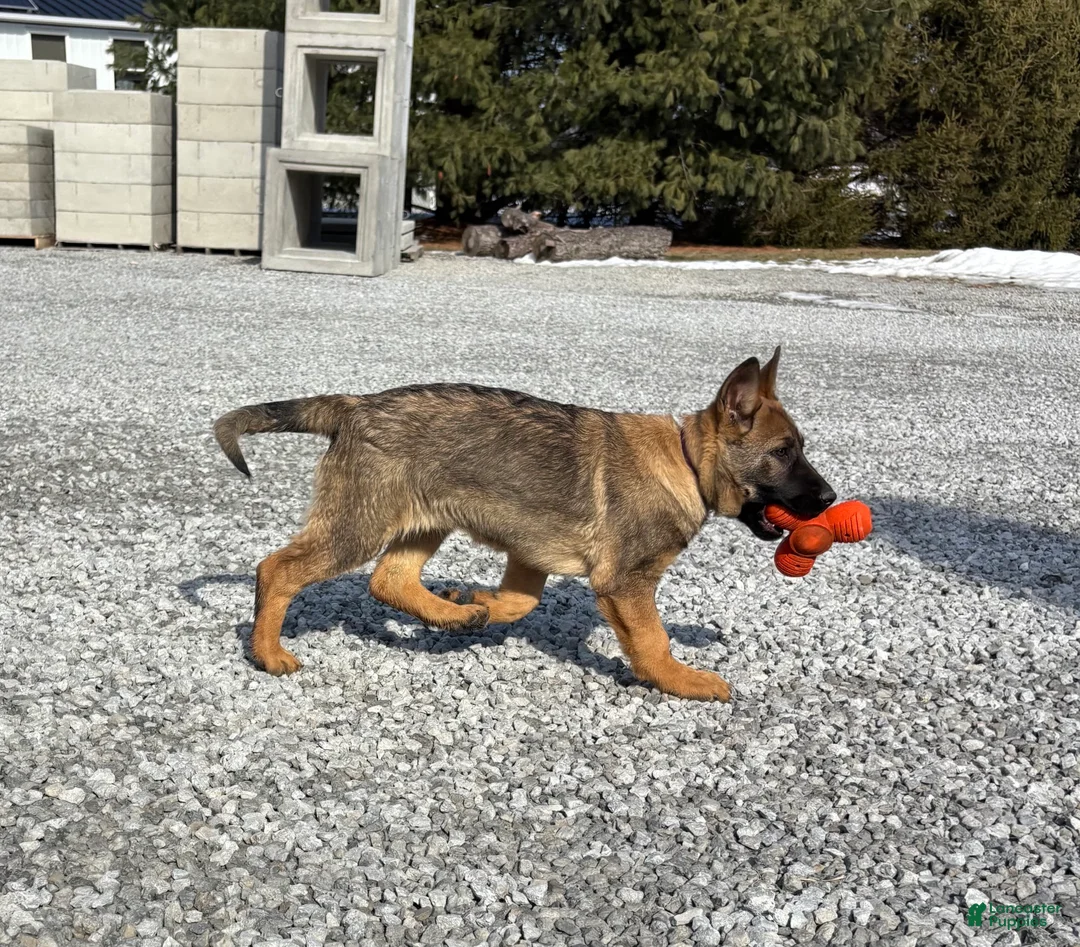 German Shepherd dogs for sale: Kenya - Ad 2