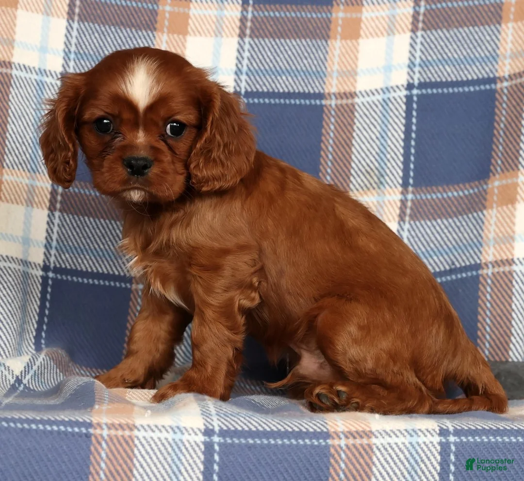 Cavalier King Charles Spaniel dogs for sale: Cody - Ad 5