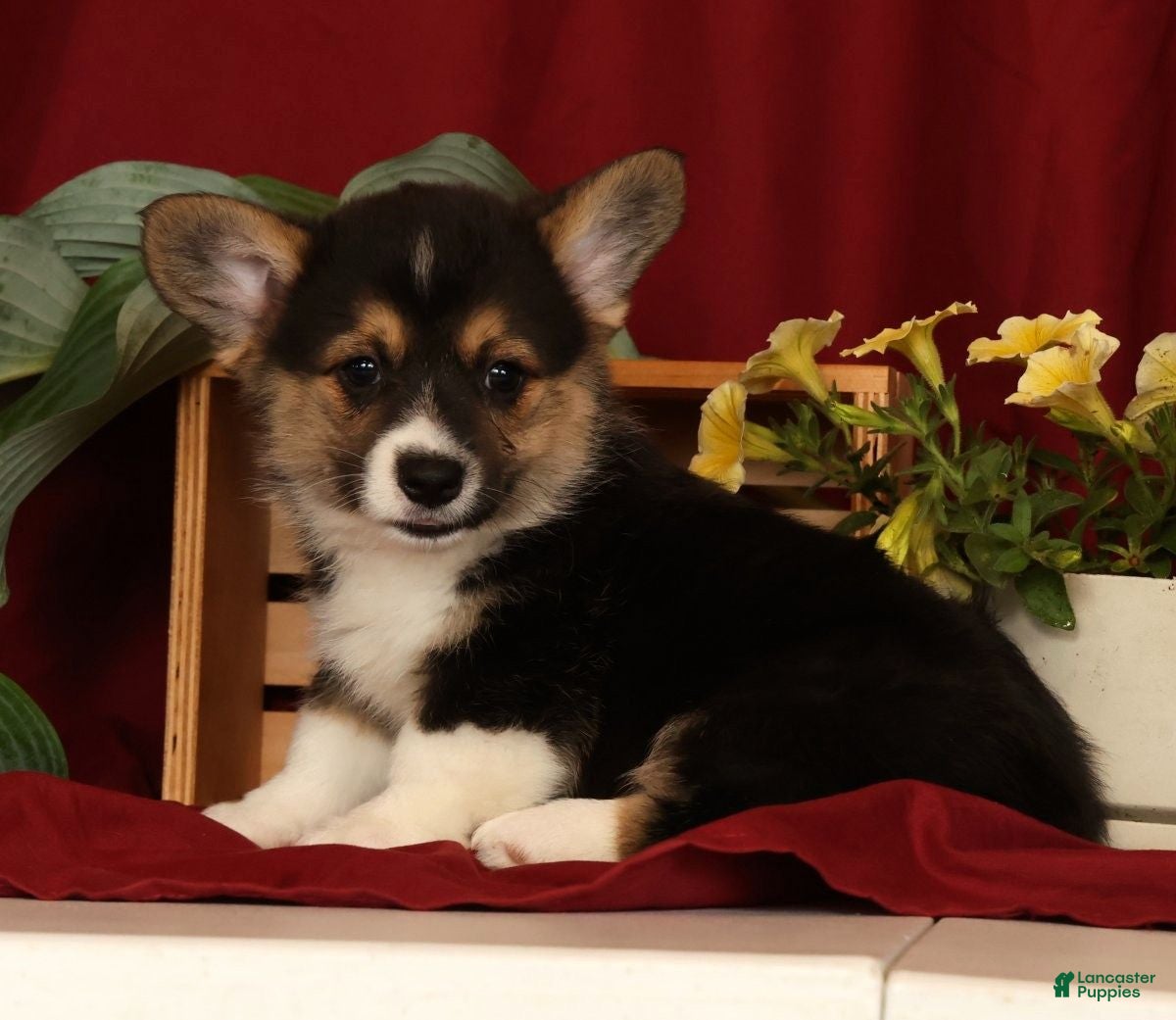 Welsh Corgi Pembroke dogs Jodi - Ad 2