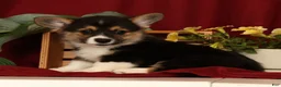 Welsh Corgi Pembroke dogs for sale: Jodi - Ad 2