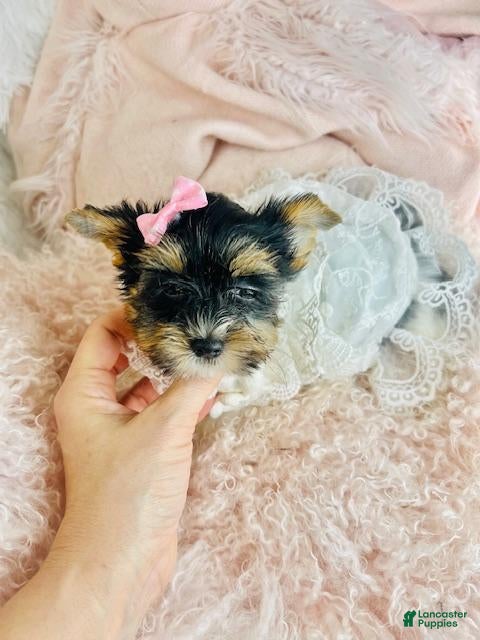 Biewer Terrier dogs Biewer Terrier Puppy 1 - Ad 4