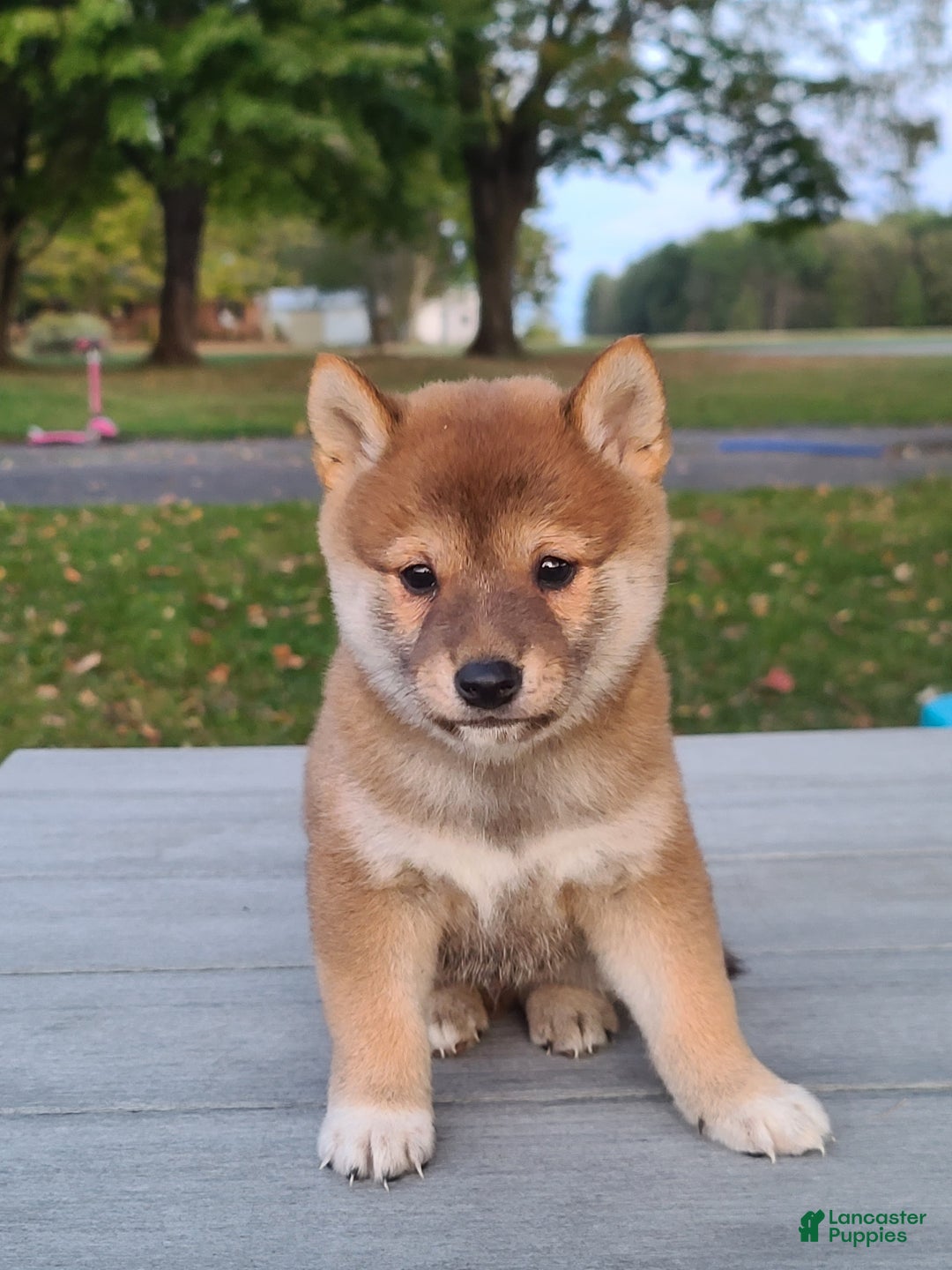 Shiba Inu dogs for sale: Riley  - Ad 1
