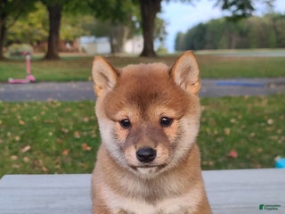 Shiba Inu dogs Riley - Ad 38