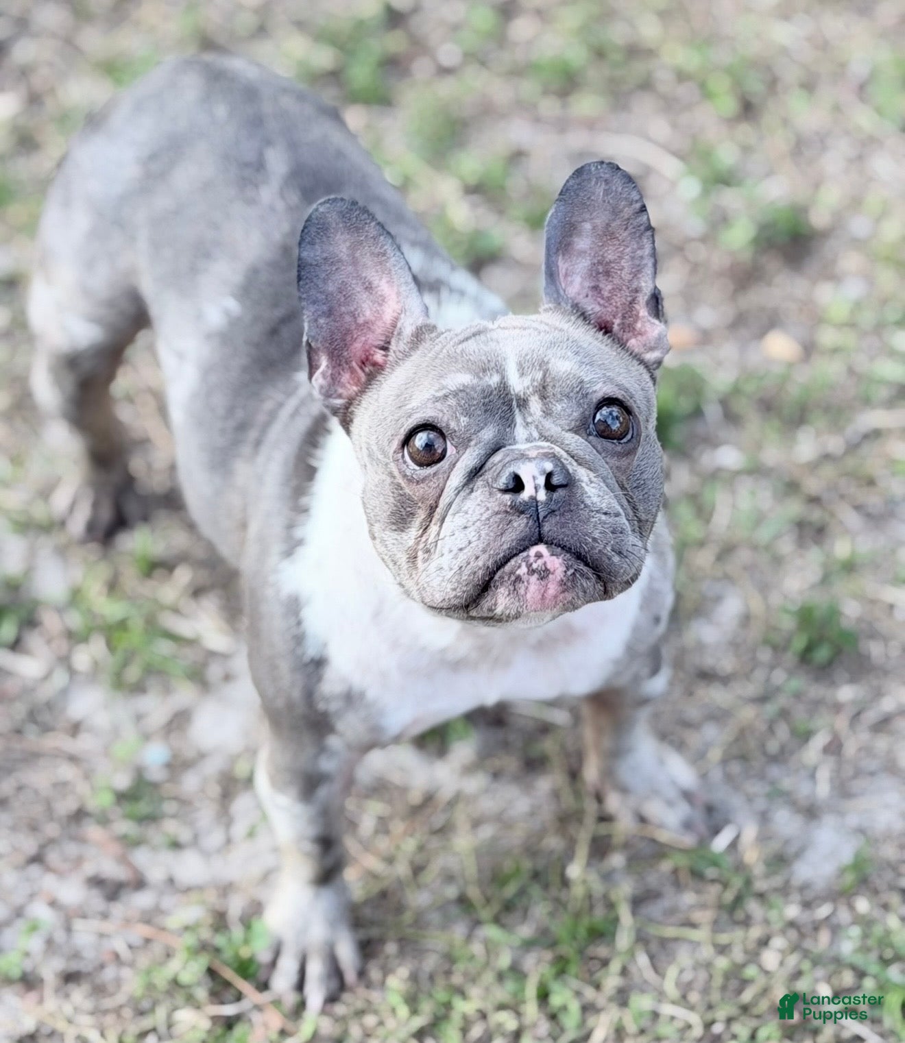 French Bulldog dogs Stormy - Ad 22