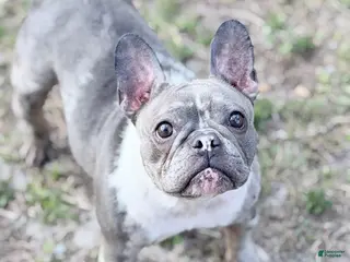 French Bulldog dogs Stormy - Ad 22