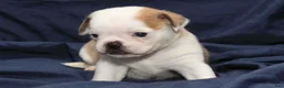 Puggle dogs for sale: Chopper - Ad 3