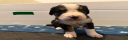 Bernese Mountain Dog dogs for sale: CamoGreen - Ad 6