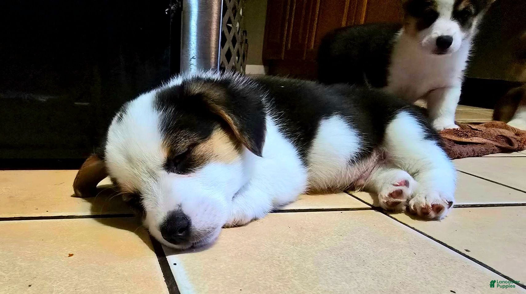 Welsh Corgi Pembroke dogs Welsh Corgi Pembroke 2 - Ad 1