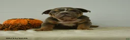 English Bulldog dogs for sale: Trenton - Ad 3
