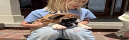 English Bulldog dogs for sale: Otis - Ad 5