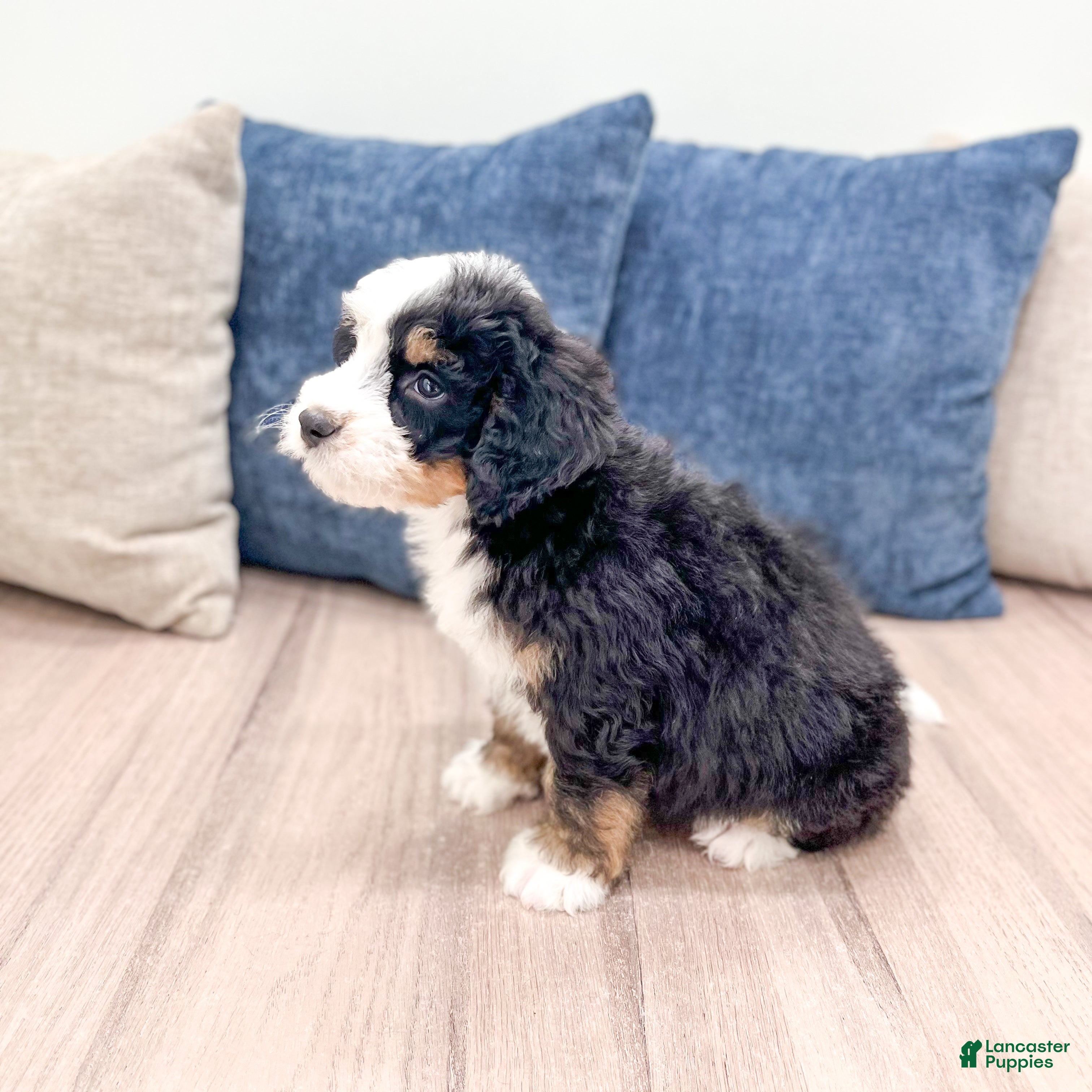 Mini Bernedoodle dogs Brent - Ad 2