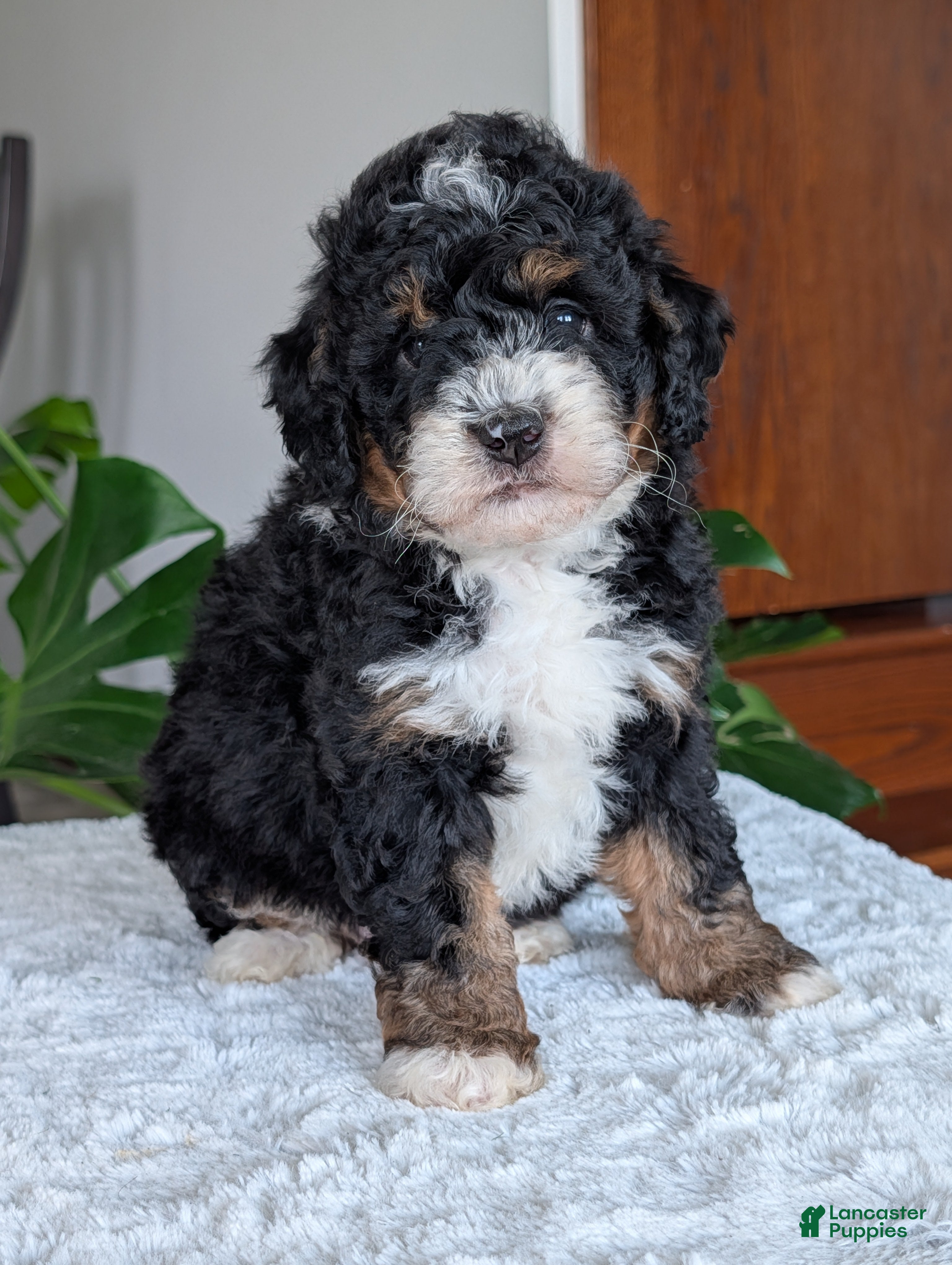 Mini Bernedoodle dogs Mini Nemo  - Ad 1
