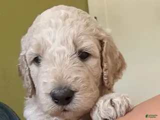 Goldendoodle dogs Winnie - Ad 16