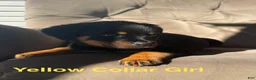 Rottweiler dogs for sale: Rottweiler 2 (Light Blue) - Ad 4