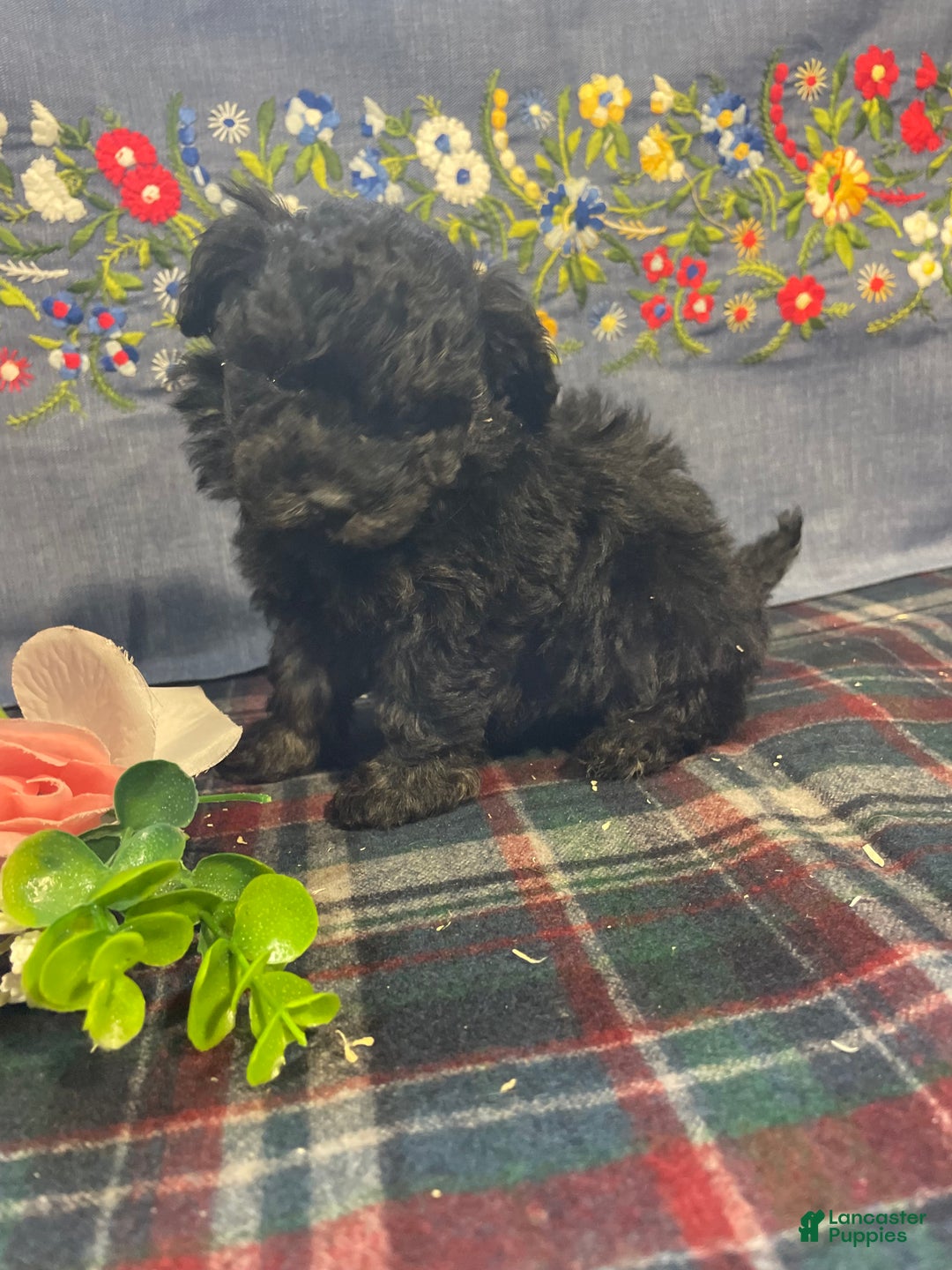 Toy Poodle dogs for sale: Chip - Ad 1