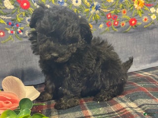 Toy Poodle dogs Chip - Ad 23