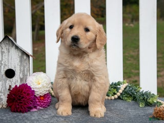 Golden Retriever dogs - Ad 25