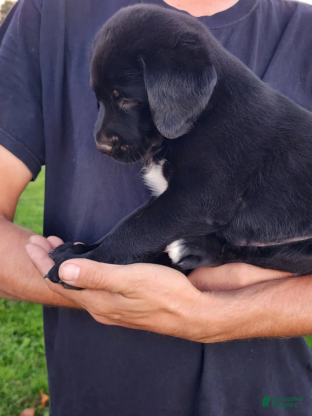 Labrador Retriever dogs for sale: Ernie - Ad 4
