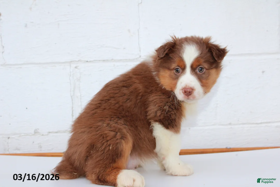 Australian Shepherd dogs for sale: Rocky - Ad 3