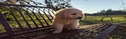Golden Retriever dogs for sale: Barbie of Avalon - female Golden retriever great Service dog prospect ! - Ad 7