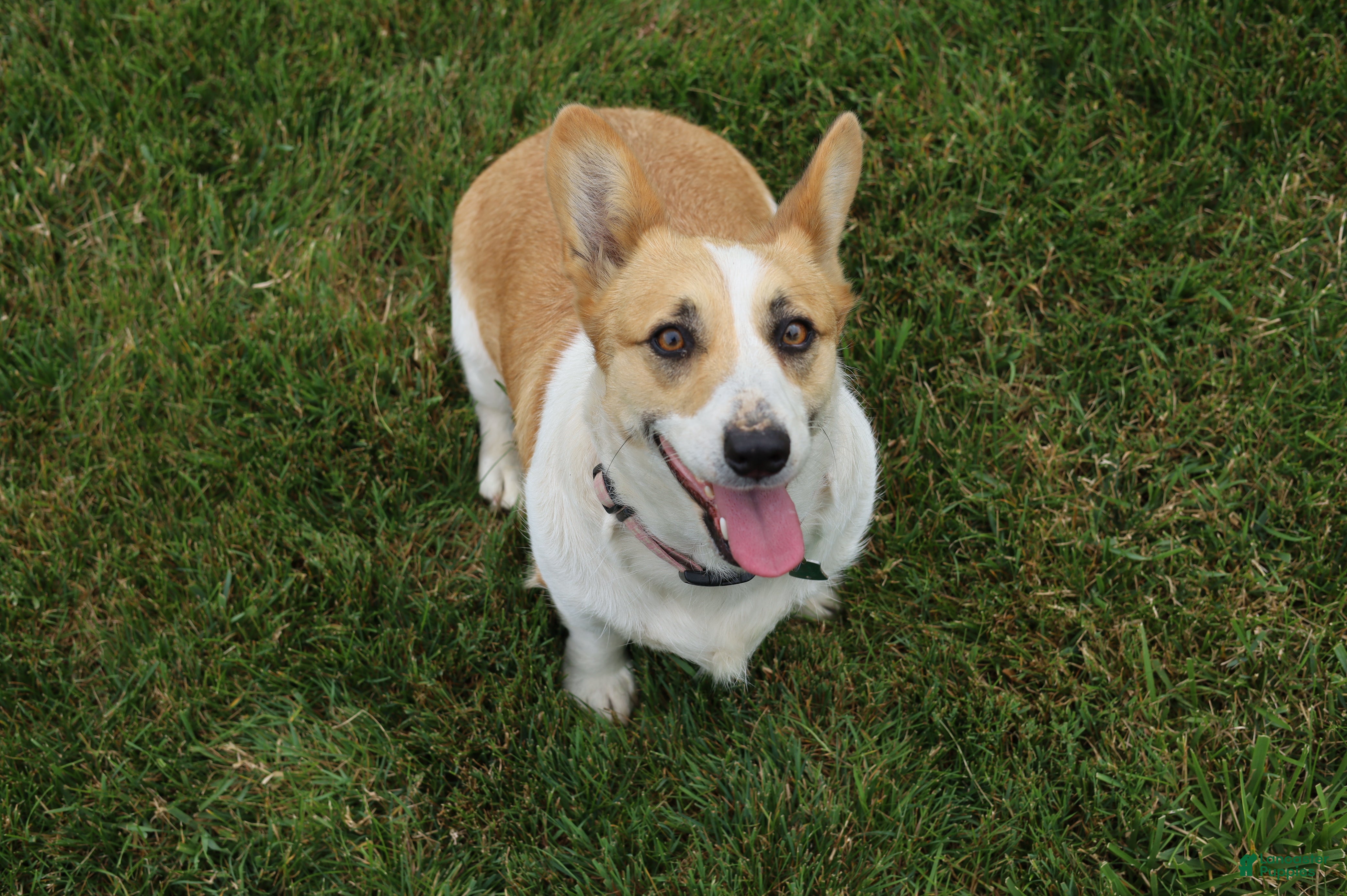 Welsh Corgi Pembroke dogs Queeny  - Ad 1