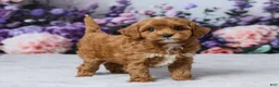 Cavapoo dogs for sale: Lilly - Ad 4