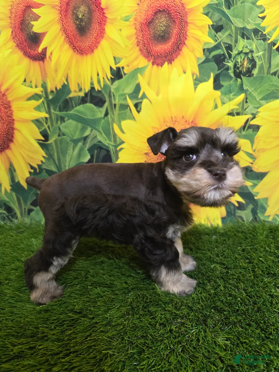 Miniature Schnauzer dogs for sale: Flo - Ad 4