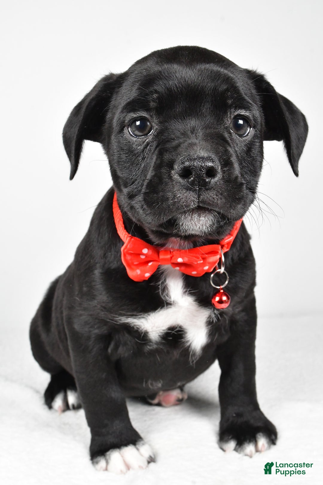 Mixed Breed dogs for sale: Dexter - Ad 7