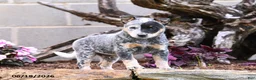 Australian Cattle Dog dogs for sale: Asher - Ad 9