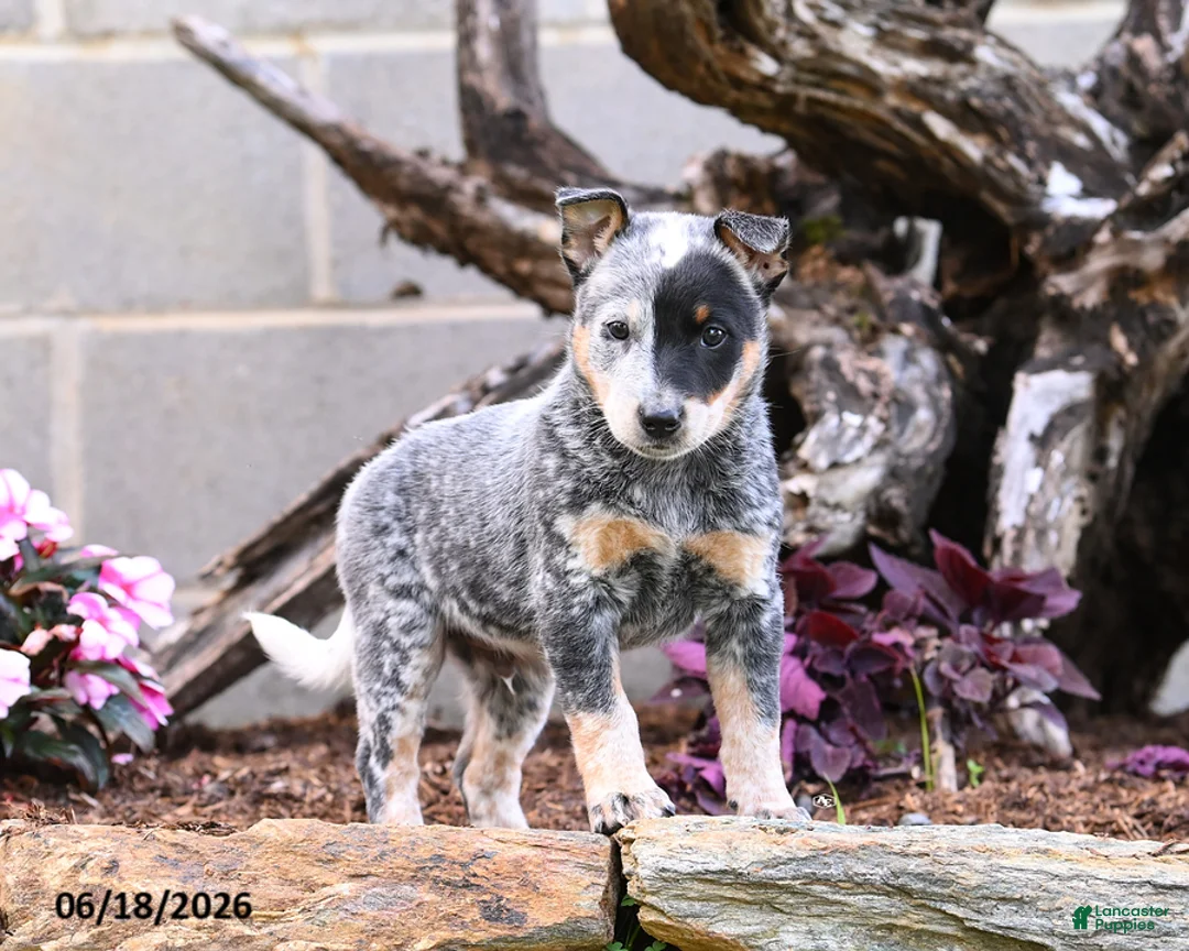 Australian Cattle Dog dogs for sale: Asher - Ad 9