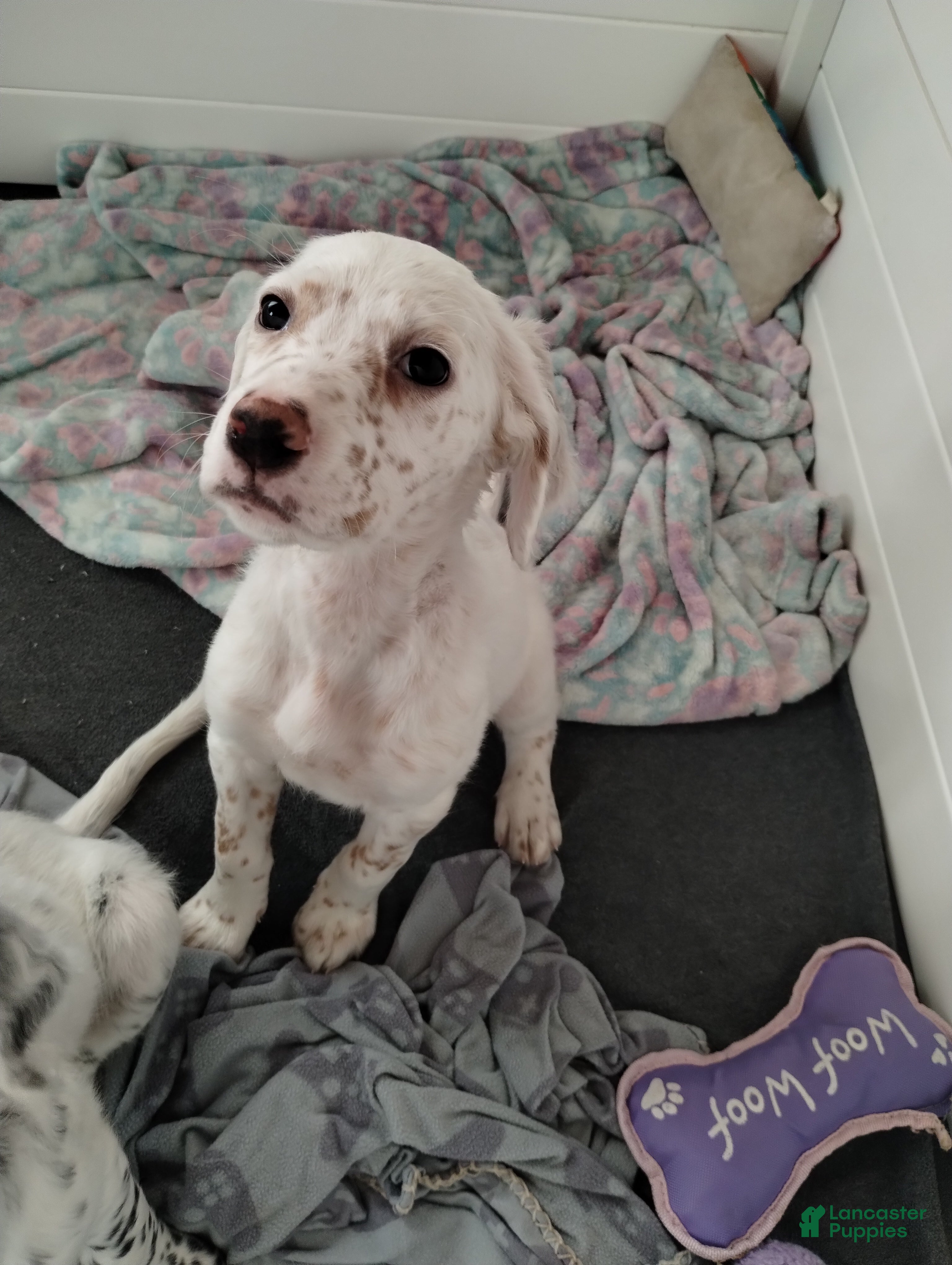 English Setter dogs Potato  - Ad 2