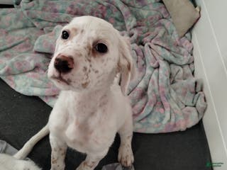 English Setter dogs Potato - Ad 2