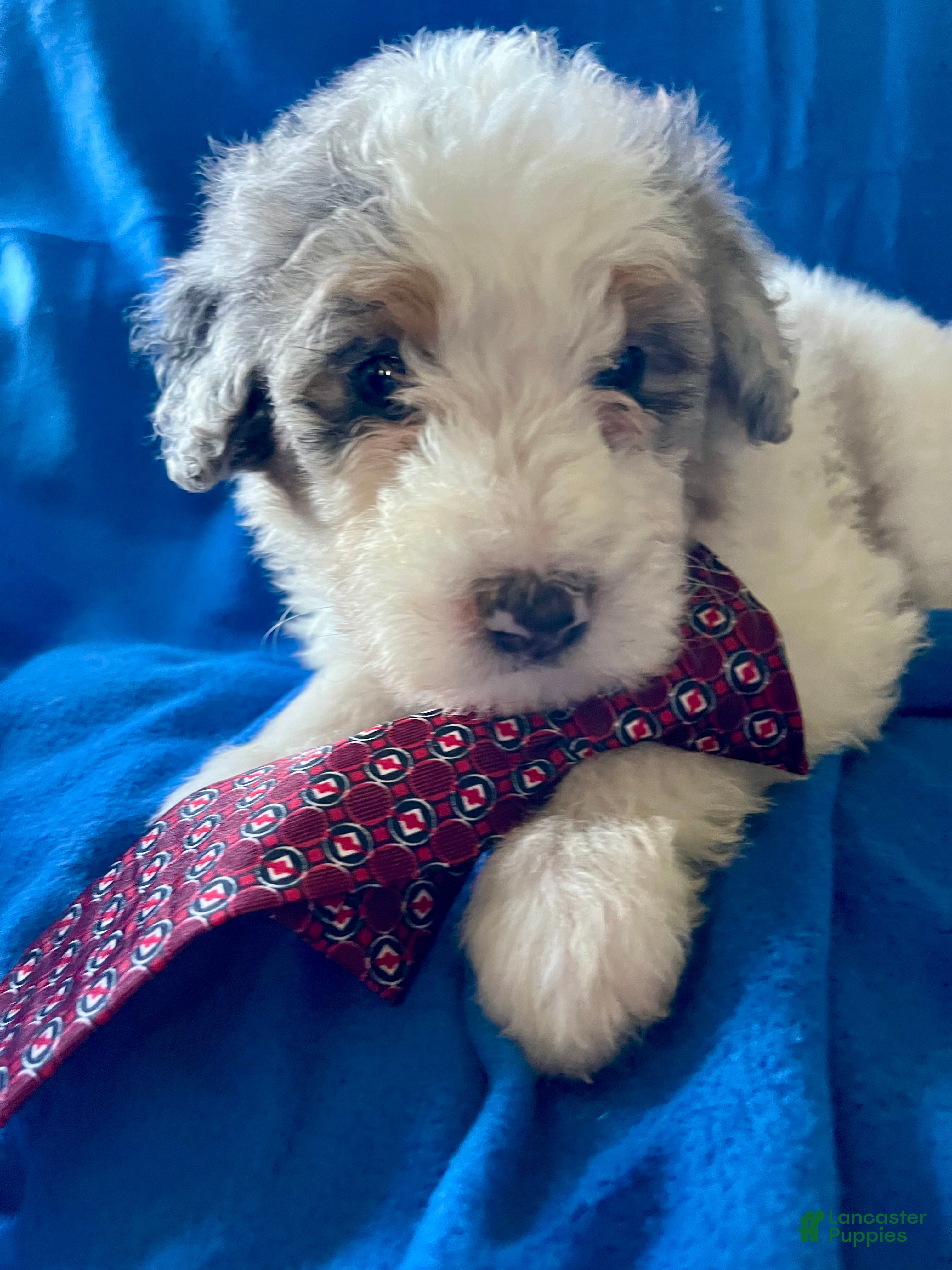 Sheepadoodle dogs Sheepadoodle Puppy 10 - Ad 14