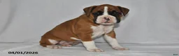 Boxer dogs for sale: Mia - Ad 3