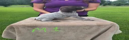German Shorthaired Pointer dogs for sale: German Shorthaired Pointer 1 - Ad 3