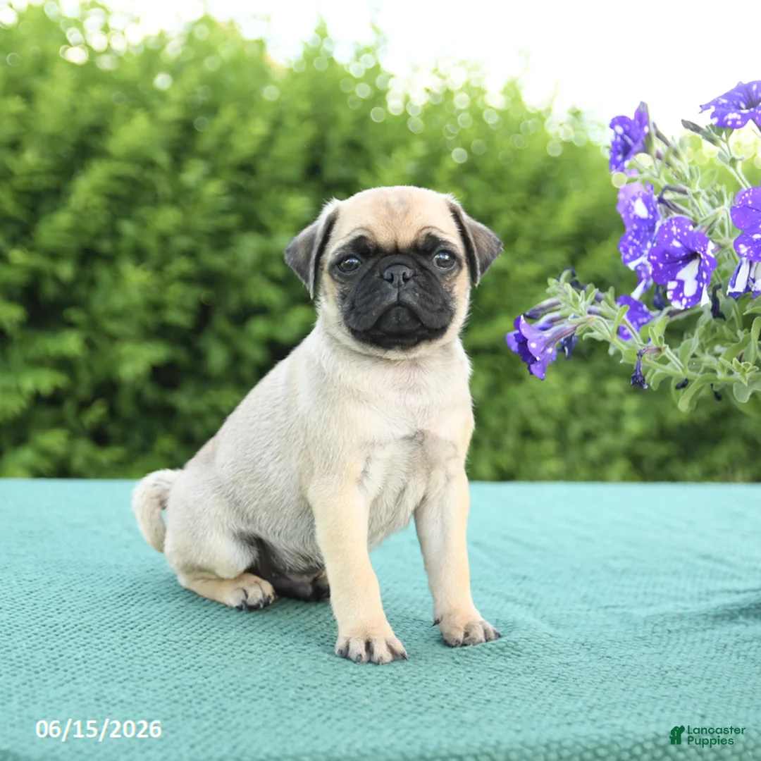 Pug dogs for sale: Justin - Ad 1