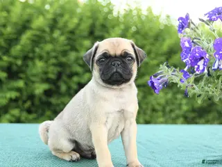 Pug dogs for sale: Justin - Ad 4