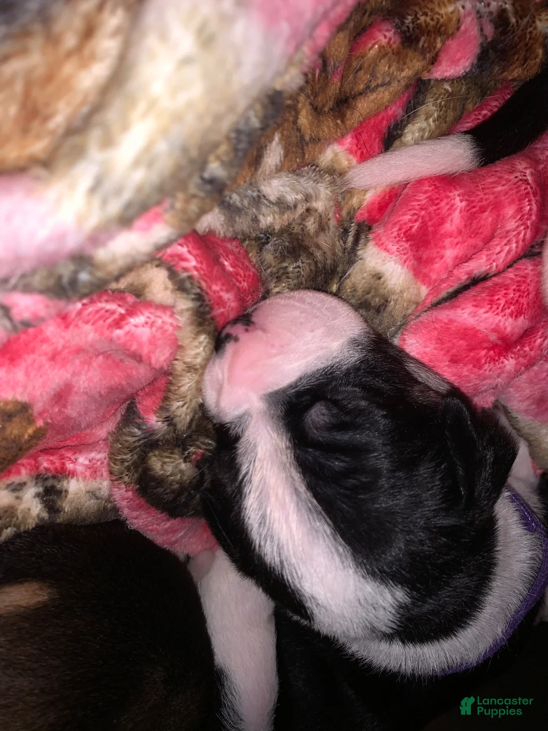 Mixed Breed dogs for sale: Mixed Breed Puppy 5 dark blue - Ad 7