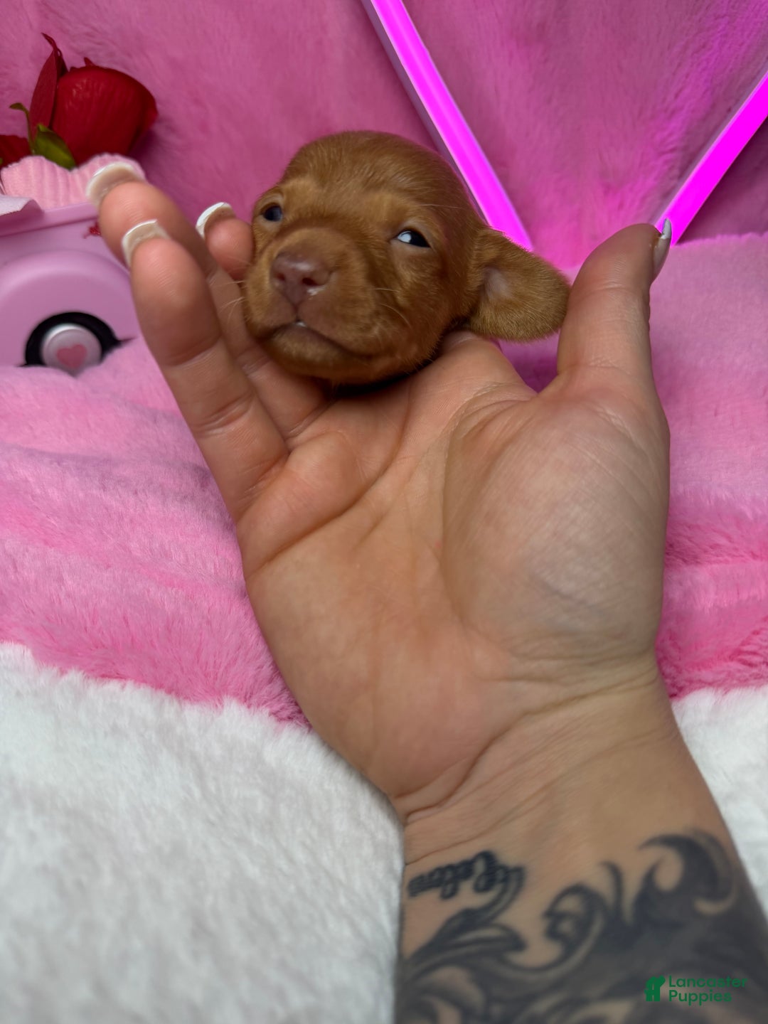 Miniature Dachshund dogs for sale: Peanut - Ad 2