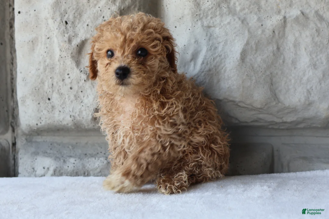 Bichpoo dogs for sale: Bella - Ad 2