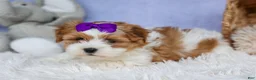 Teddy Bear dogs for sale: TRIXIE - Ad 16