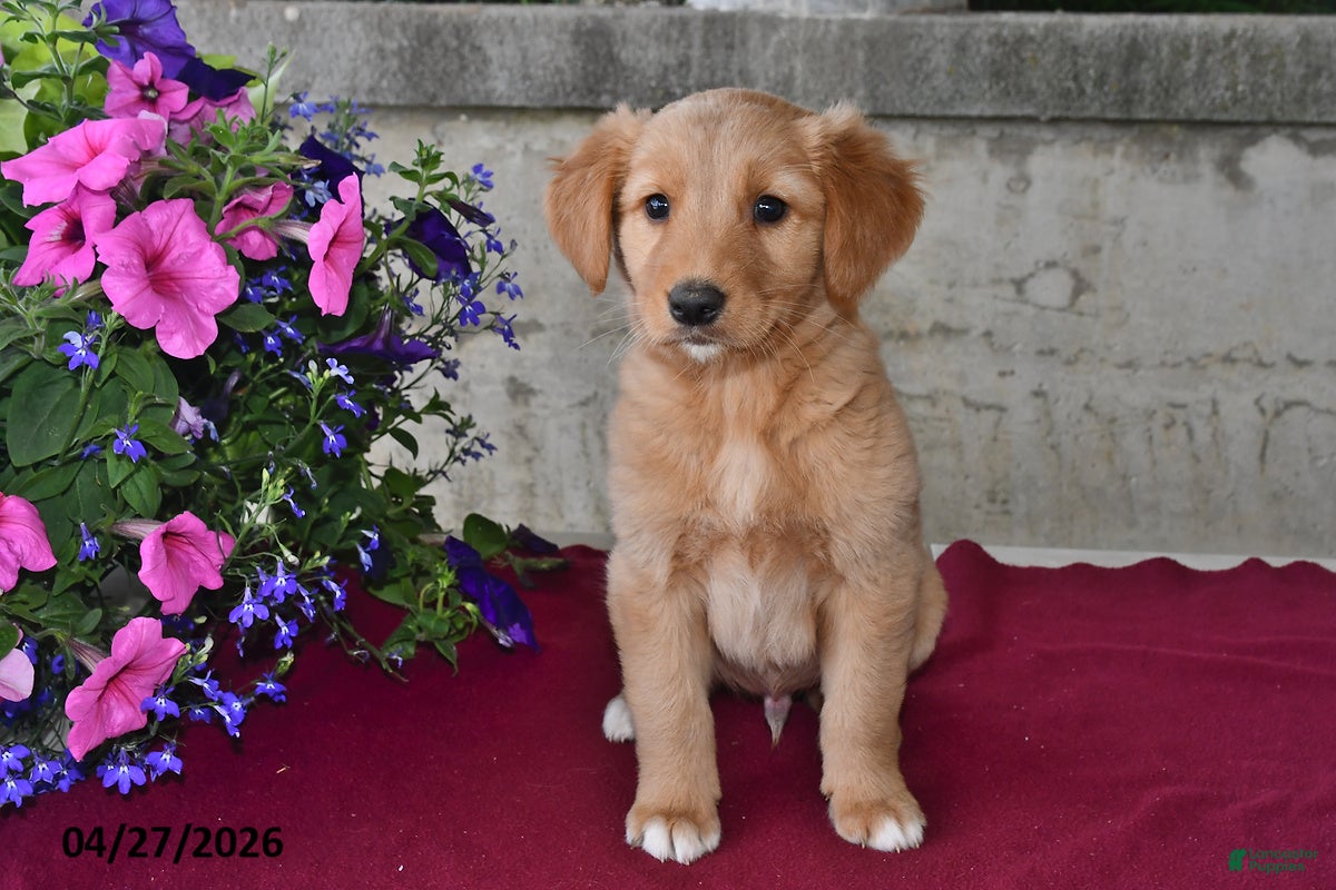 Goberian dogs Leo - Ad 2