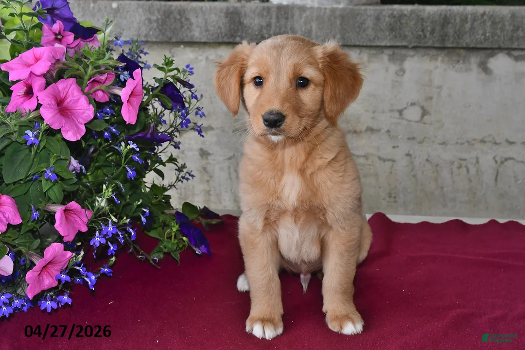 Goberian dogs for sale: Leo - Ad 2