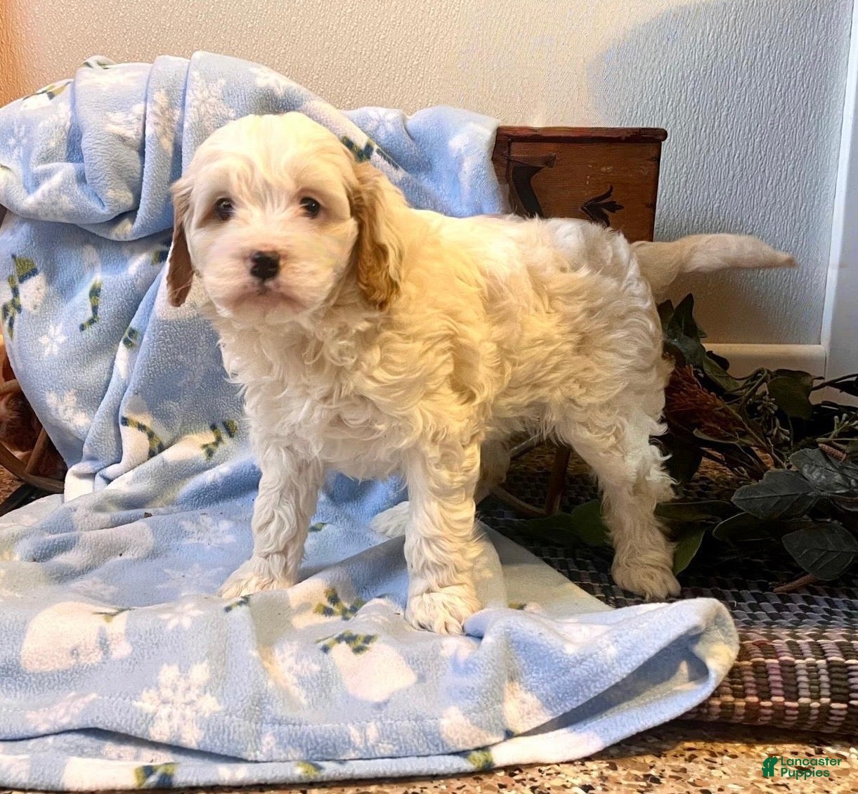 Cavapoo dogs Cherub🐾❤️Call 717-475-6780 - Ad 20