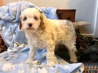 Cavapoo dogs Cherub🐾❤️Call 717-475-6780 - Ad 24