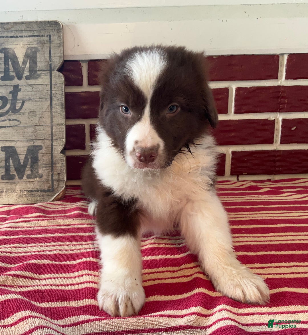 Mixed Breed dogs for sale: Henry - Ad 4